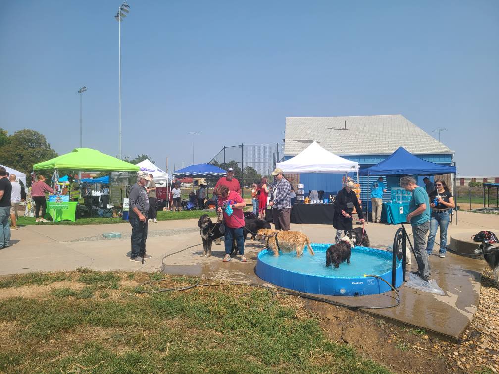 Dogs splashing in a community pool at the event